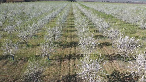 Drone fly over orchard blooming with many white flowers on a sunny spring day Stock Footage 128548885