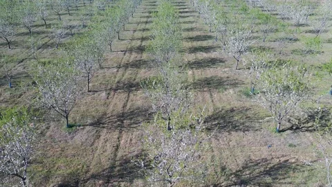 Drone fly over orchard blooming with many white flowers on a sunny spring day Stock Footage 128548893