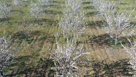 Drone fly over orchard blooming with many white flowers on a sunny spring day Stock Footage 128548901