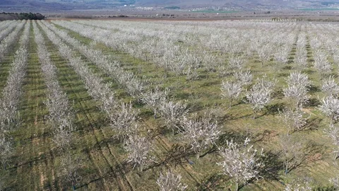 Drone fly over orchard blooming with many white flowers on a sunny spring day Stock Footage 128548904