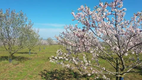 Drone fly over orchard blooming with many white flowers Stock Footage 176531492