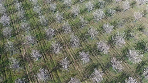 Drone fly over orchard blooming with many white flowers on a sunny spring day Stock Footage 178995644