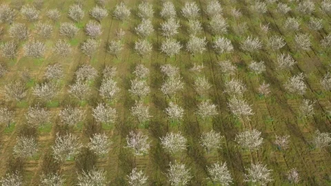 Drone fly over orchard blooming with many white flowers on a sunny spring day Stock Footage 179346833