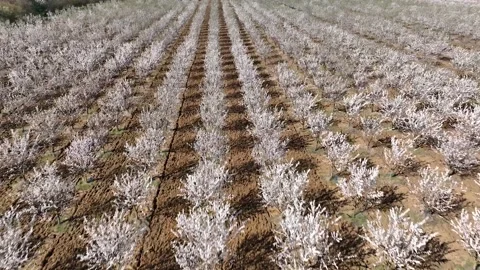 Drone fly over orchard blooming with many white flowers on a sunny spring day Stock Footage 185467884