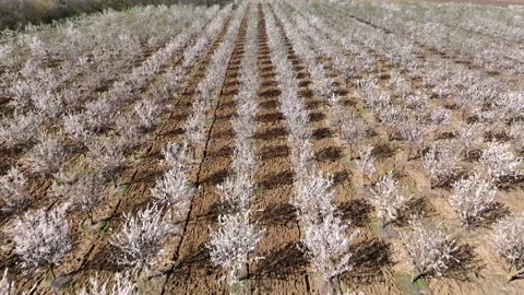 Drone fly over orchard blooming with many white flowers on a sunny spring day Stock Footage 194669744