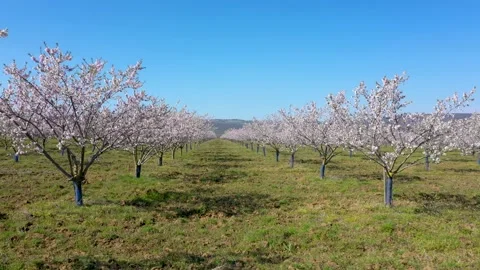 Drone fly over orchard blooming with many white flowers on a sunny spring day Stock Footage 194789844