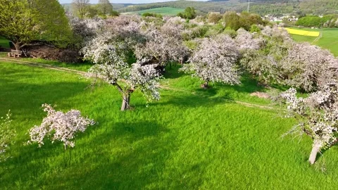 Drone fly over orchard blooming with many white flowers on a sunny spring day Stock Footage 197553479