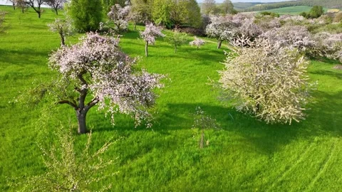 Drone fly over orchard blooming with many white flowers on a sunny spring day Stock Footage 199407144