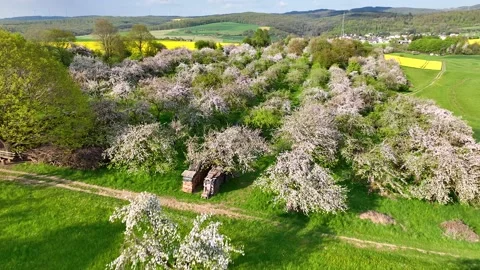 Drone fly over orchard blooming with many white flowers on a sunny spring day Stock Footage 199407156