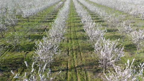 Drone fly over orchard blooming with many white flowers on a sunny spring day Stock Footage 199412556