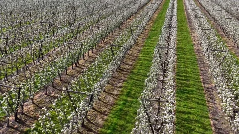 Drone fly over orchard blooming with many white flowers on a sunny spring day Stock Footage 333211178