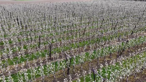 Drone fly over orchard blooming with many white flowers on a sunny spring day Stock Footage 334710749