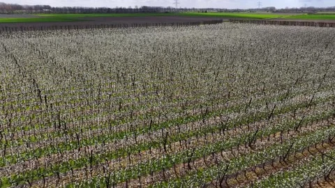Drone fly over orchard blooming with many white flowers on a sunny spring day Stock Footage 336605394