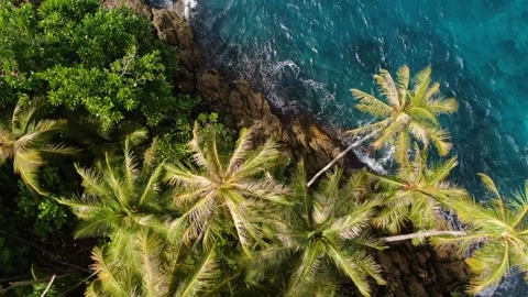 Drone fly over Palm trees to Ocean Indonesia Video stock 330469803