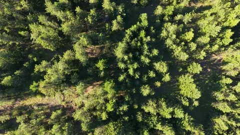Drone Fly Over Pine Forest in Pirin Bulgaria Stock Footage 343794976