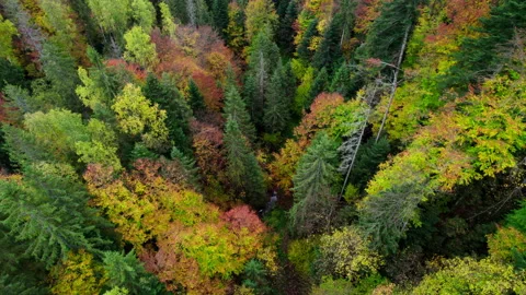 Drone fly over pine trees and yellow treetops. Picturesque autumn landscape. Stock Footage 221099813