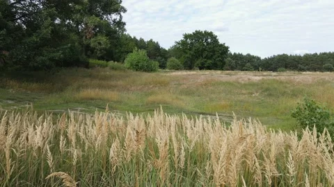 Drone fly over reed grass to green meadow. 스톡 동영상 236404623