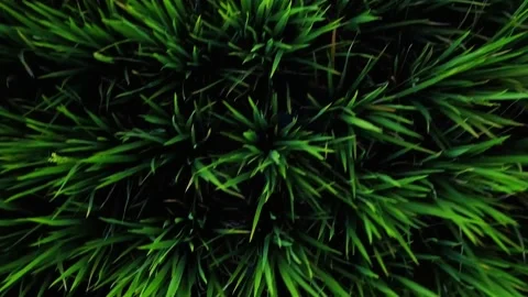 Drone fly over rice field with camera turned down Stock Footage 153009049