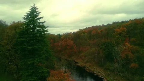 Drone fly over river with autumn trees in forest Stock Footage 220333962