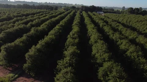 Drone fly over shot of Macadamia Plantation Stock Footage 292905341