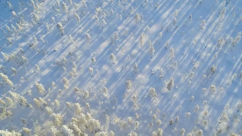 Drone fly over small trees in winter forest in Finland Stock Footage 275260346