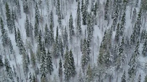 Drone fly over snow covered spruce trees in Finland Stock Footage 275260468