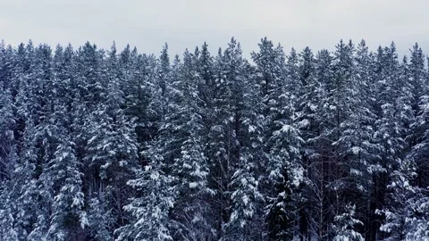 Drone fly over snow forest, trees peaks in snow under white sky Stock Footage 146409325