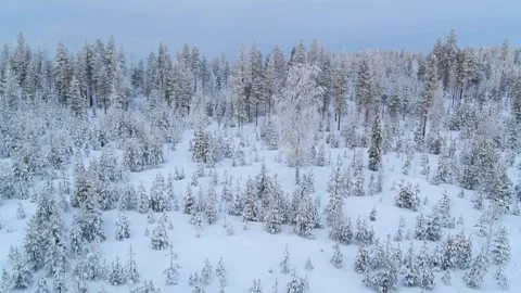 Drone fly over winter forest in Finland on a cloudy day Stock Footage 275260652