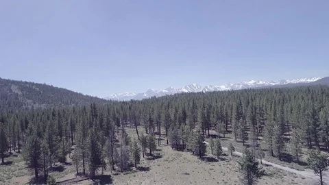 Drone Fly Over  The Woods 4K Stock Footage 83672948