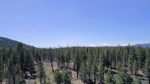 Drone Fly Over  The Woods 4K Stock Footage 98920311