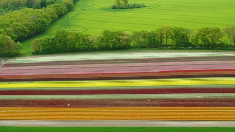 Drone fly sideways high up over fields and colorful tulip fields Stock Footage 273862580