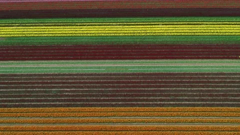 Drone fly sideways over beautiful colorful tulip fields Stock Footage 273862589