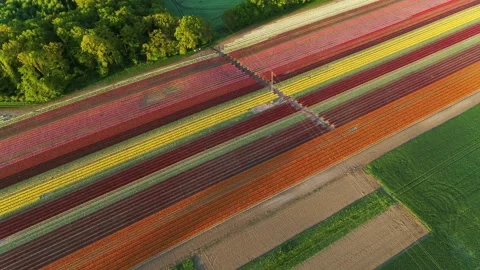 Drone fly sideways over beautiful tulip fields Video stock 273862629