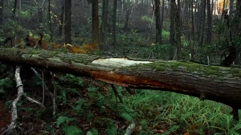 Drone Fly Slow-Motion Rise Above Log Ascend Into Open Forest Stock Footage 143013096