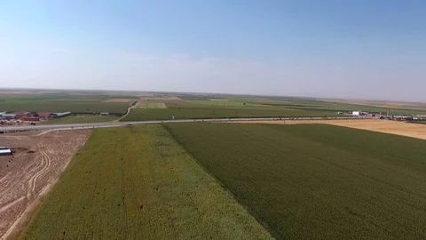 Drone fly sunflowers Stock Footage 79312247