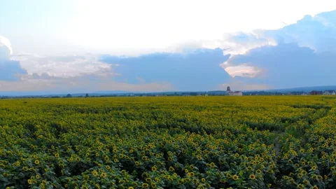 Drone fly: Sunset rays field plant flowering sunflowers, Flight over sunflower Stock Footage 131769340