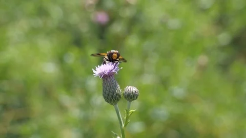 Drone fly in super slow motion flying off Stock Footage 114176743