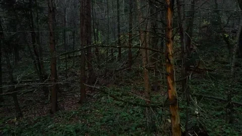 Drone Fly Through Dark Forest Stock Footage 143012500