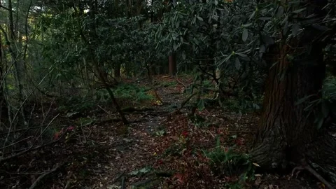Drone Fly Through Dark Forest Along Path Stock Footage 143012742