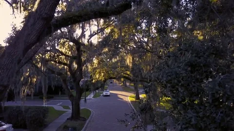 Drone Fly Through Hanging Moss on Oak Trees 動画素材 78621366