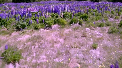 Drone fly through Lupin wild flowers in the South Island of New Zealand Stock Footage 196752683