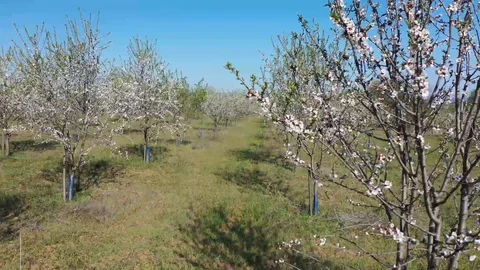 Drone fly through orchard blooming with many white flowers on a sunny spring day Stock Footage 128548856