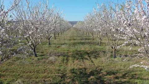 Drone fly through orchard blooming with many white flowers on a sunny spring day Stock Footage 128548900