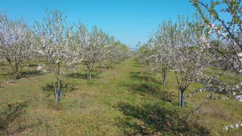 Drone fly through orchard blooming with many white flowers Stock Footage 176702159