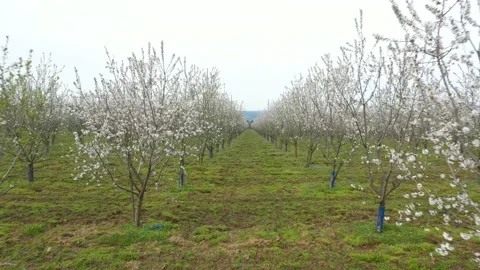 Drone fly through orchard blooming with many white flowers Stock Footage 194789692