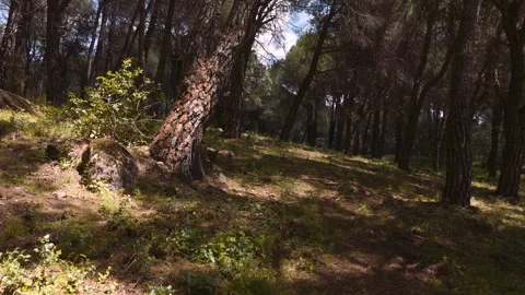 Drone Fly-Through Pine Forest as Light Shifts, Tiétar Valley, Spain, 4K Stock-Footage 335081318