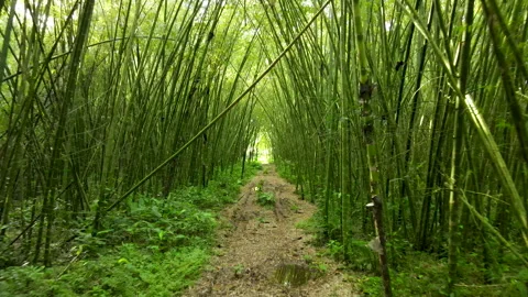 Drone Fly-Through Shot of a Green Bamboo Forest Tunnel in Costa Rica. Stock-Footage 342716230