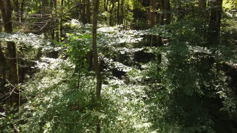 Drone fly through of thick decidous forest Stock Footage 218609308