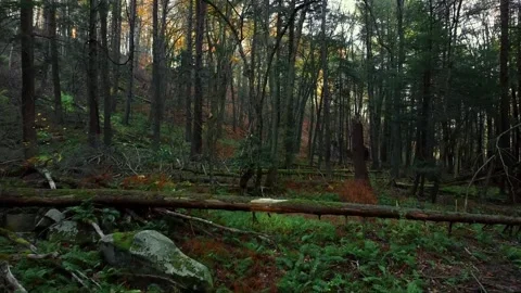 Drone Fly Through Trees Open Forest Stock Footage 143012747