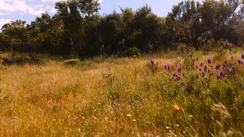 Drone Fly-Through Wild Spanish Lavender Meadow, Sierra de Gredos, Spain, 4K Video stock 335090085